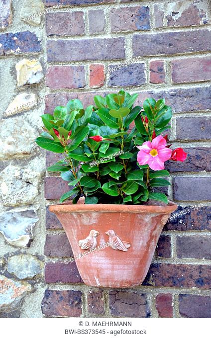 Brazilian Jasmine, Scarlet Pimpernel, Red Riding Hood (Mandevilla sanderi, Dipladenia sanderi), ornamental flower in a flower pot at a house wall