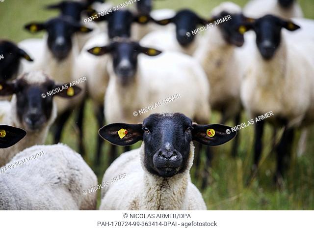 A herd of Rhoen Sheep can be seen near Urspringen, Germany, 24 July 2017. The Rhoen and the Danube meadows are closely considered for the constitution of a...
