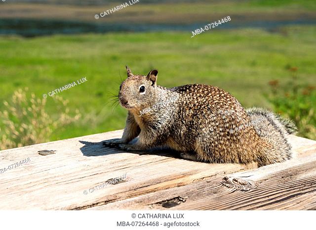 Oregon, Columbia River, curious Kaibab squirrel