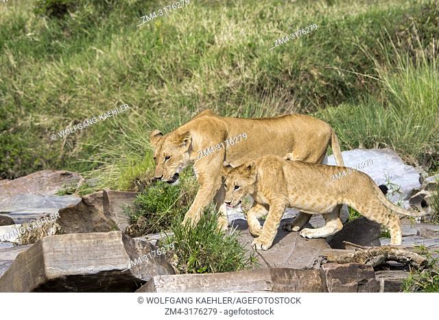 A lioness (Panthera leo) and her cubs crossing a small creek in the Masai Mara National Reserve in Kenya