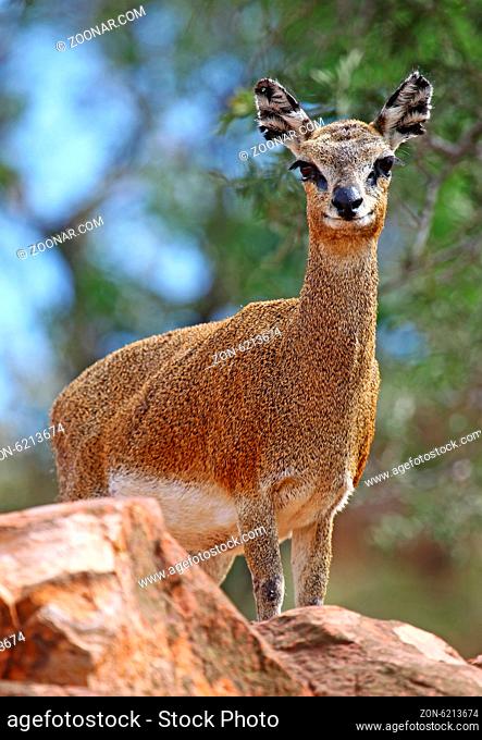 Klippspringer, Mapungubwe-Nationalpark, Südafrica; klipspringer, south africa, wildlife, Oreotragus oreotragus