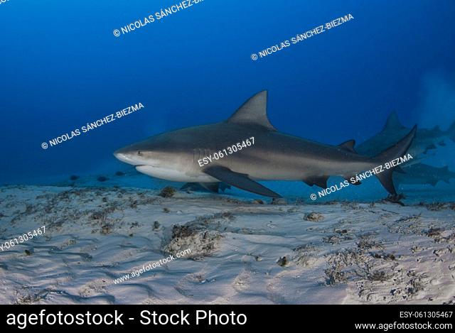 Bull shark (Carcharhinus leucas) swimming close to the sandy bottom