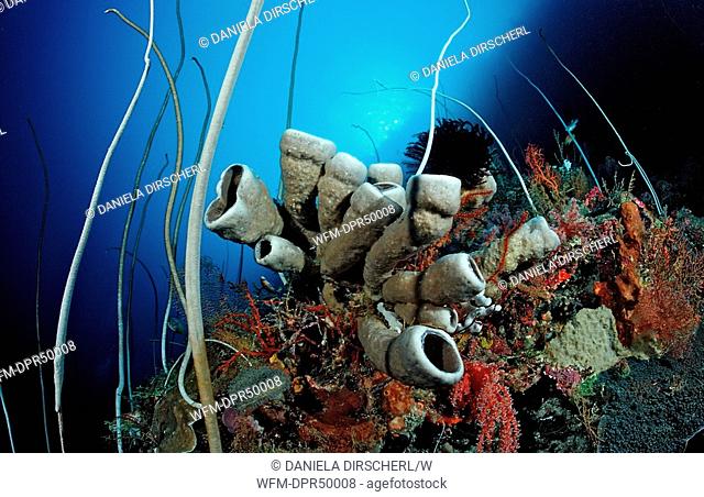 Bizarrely Coral reef, Porifera, Wakatobi, Bandasea, Celebes, Indonesia