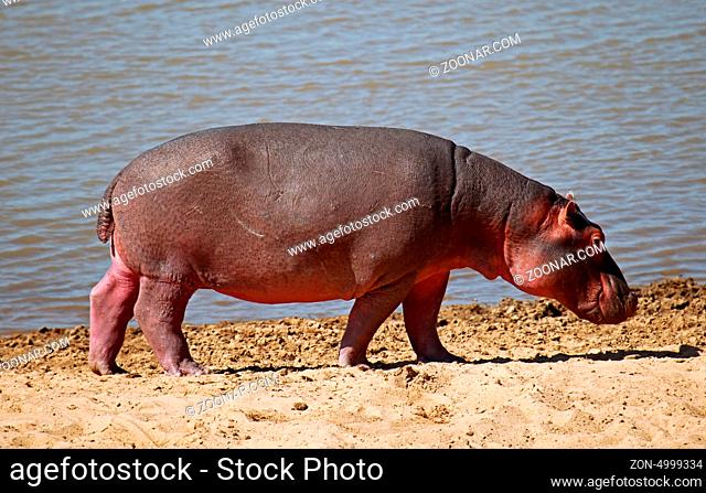 Hippo im South Luangwa Nationalpark, Sambia; Hippo at South Luangwa, Zambia