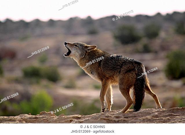 Coyote, (Canis latrans), Monument Valley, Utah, USA, adult howling