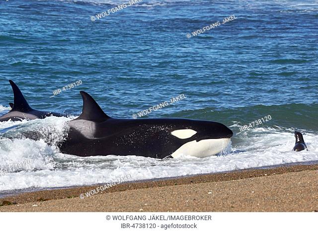 Orca (Orcinus orca) intentionally stranding on the beach in the unsuccessful attempt to catch a sea lion pup (Otaria flavescens), Peninsula Valdés, Chubut