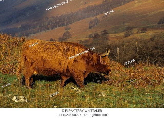 Highland Cattle - Cow - Glen Nevis, Scottish Highlands, Scotland
