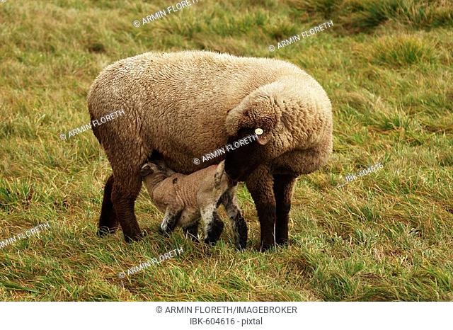 Sheep cross breeding of a black head and a Merino
