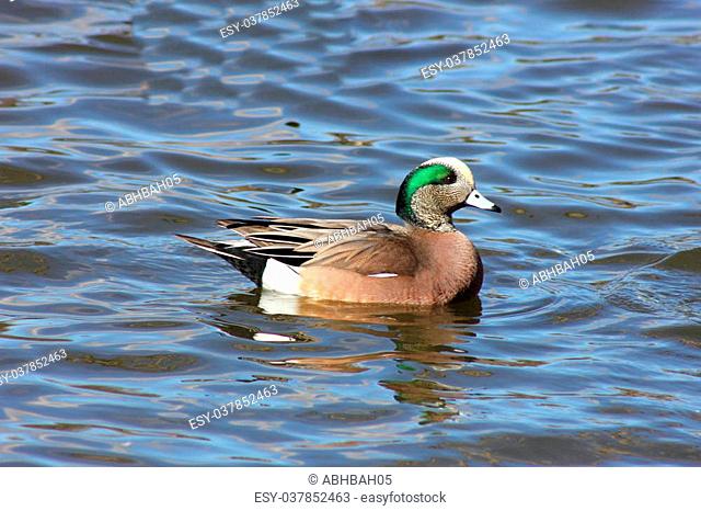 An American wigeon swimming and floating on a lake