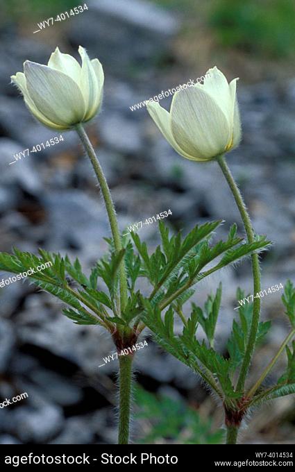 pulsatilla alpina flowers, schilpario, italy