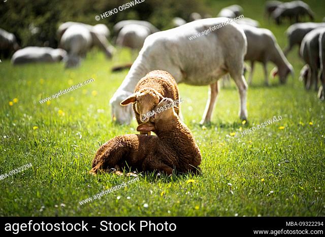 Brown lambs in flock of sheep, Swabian Alb