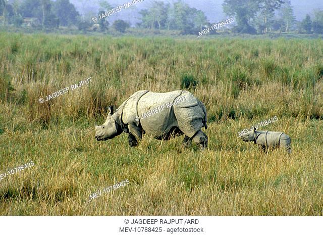 Great Indian / One-horned RHINOCEROS - and young (Rhinoceros unicornis)