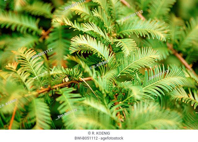 dawn redwood (Metasequoia glyptostroboides), branch