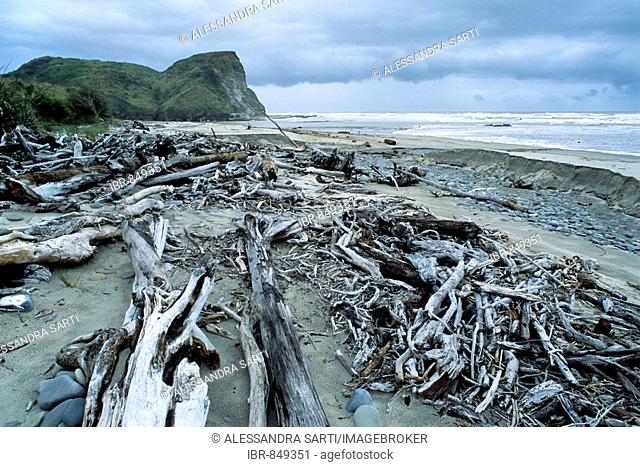 Driftwood on the beach, South Island, New Zealand