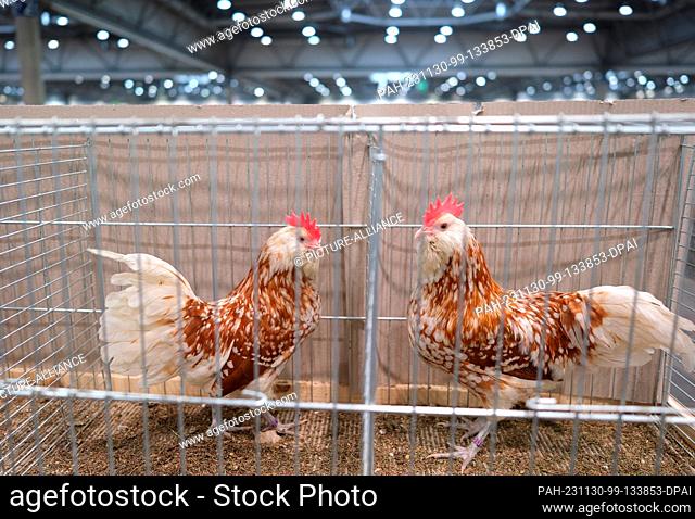 30 November 2023, Saxony, Leipzig: Thuringian dwarf bearded chickens in their cages. From December 1 to 3, 2023, the 127th Lipsia Federal Show and the 27th...
