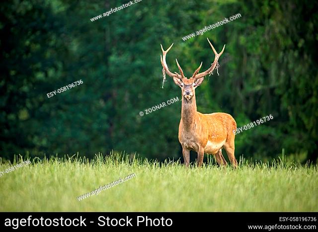 Attentive red deer, cervus elaphus, stag standing on a green meadow with velvet hanging from antlers in summer. Alert male animal looking to camera in natural...