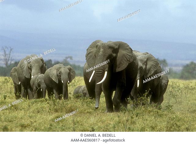 Elephant Herd (Loxodonta africana), Amboseli NP, Kenya