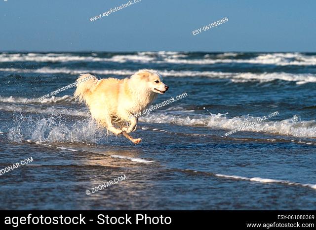 Islandhund, fotografiert am Strand von Lakolk auf Rømø