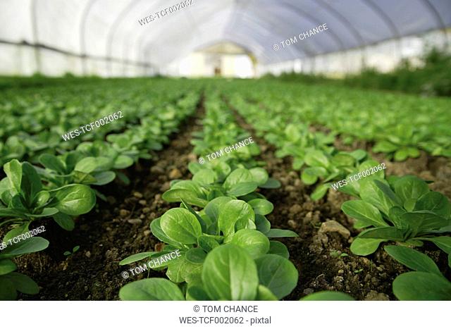 Germany, Upper Bavaria, Weidenkam, View of greenhouse with lettuce