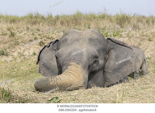 India, State of Assam, Kaziranga National Park, domestic Asian Elephant (Elephas maximus) use in safaris in search of the Asian One-horned rhino or Indian...