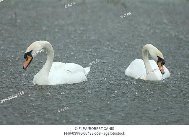 Mute Swan Cygnus olor two adults, swimming during heavy rain, Elmley Marshes, North Kent Marshes, Kent, England, spring