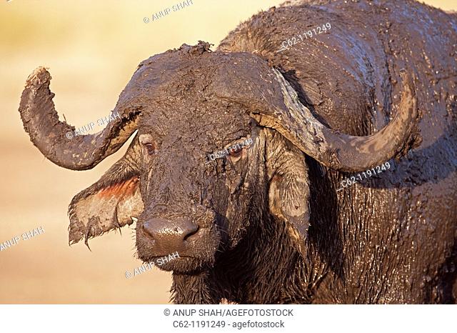 Cape or African Buffalo (Syncerus caffer) male covered in mud, head and shoulders portrait, Maasai Mara National Reserve, Kenya