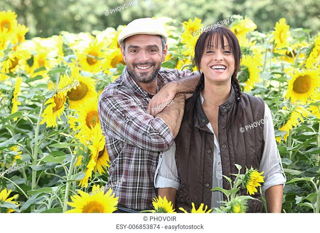 a couple of farmers in a sunflowers field