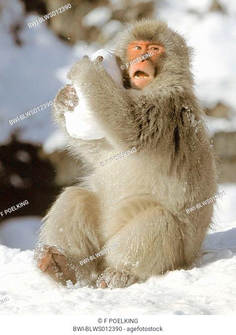 Japanese macaque, snow monkey Macaca fuscata, young, playing with snowball, Japan, Joshin-Etsu Kogen NP