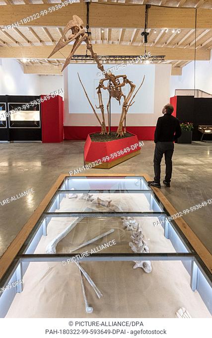 22 March 2018, Germany, Denkendorf: A model of a giant flying dinosaur is on display at the Dinosaur Museum Altmuehltal. With its 12m wingspan