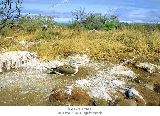 Adult blue-footed booby Sula nebouxii incubating two eggs inside a ring of guano, North Seymour Island, Galapagos Islands, Ecuador