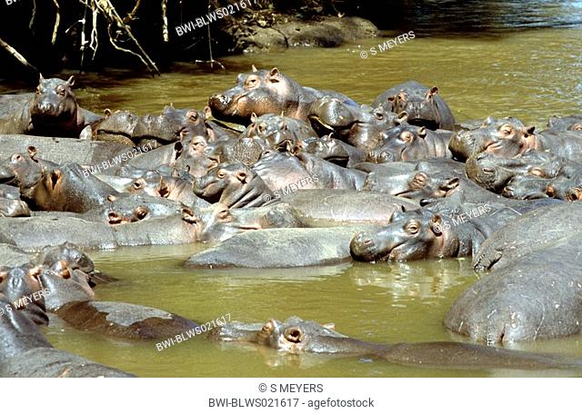 hippopotamus or hippo Hippopotamus amphibius, group in water, Kenya, Masai Mara National Reserve, Nov 01