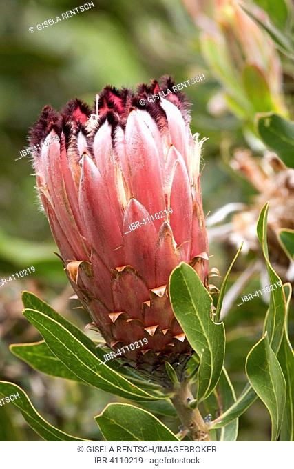 Flower of a Protea (Protea sp.), Cape Region, South Africa