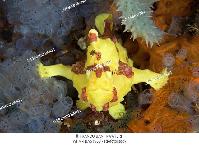 clown anglerfish, frog fish, Antennarius maculatus, Dumaguete, Apo Island, Negros, Philippines