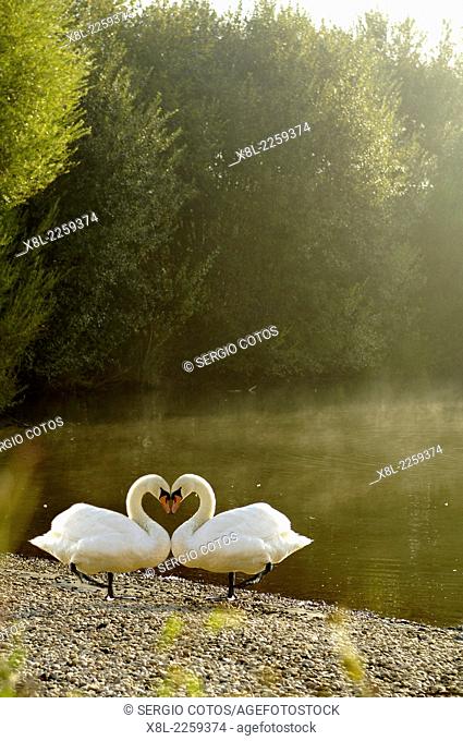 Swans, manipulated image
