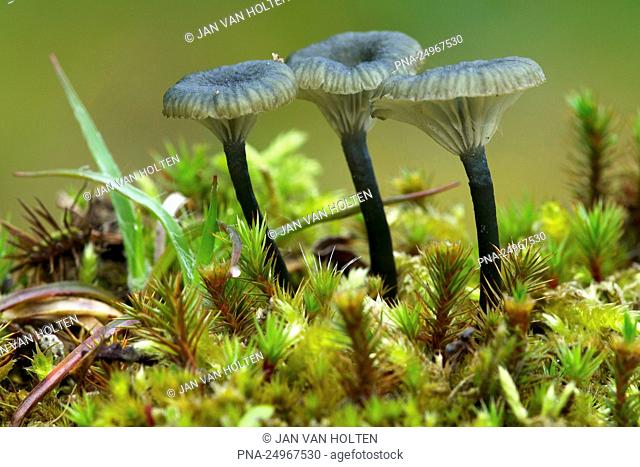 Blauwgroen trechtertje (Omphalina chlorocyanea) - Internationaal Natuurpark Bourtanger Moor-Bargerveen, Bargerveen, Het Amsterdamsche Veld, Emmen, Drenthe