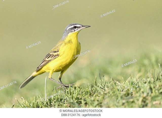 Africa, Ethiopia, Rift Valley, Ziway lake, . Yellow Wagtail (Motacilla (Flava flava), on the ground, hunting insects