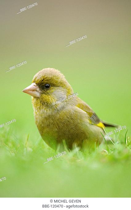 Male Greenfinch foraging on the ground