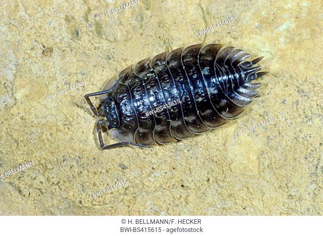 common woodlouse, common sowbug, grey garden woodlouse (Oniscus asellus), sits on a stone, Germany