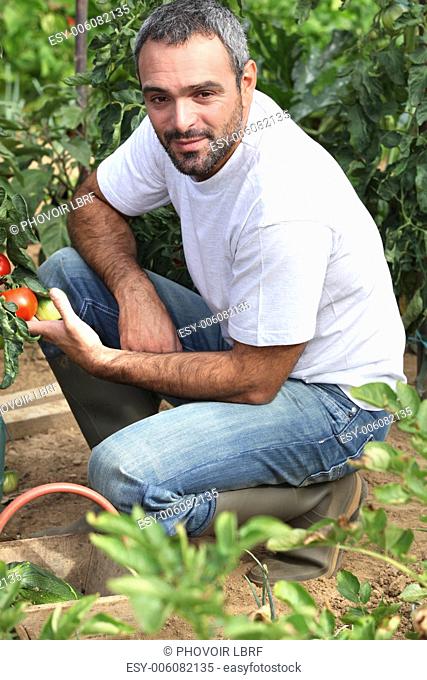 farmer inspecting tomatoes