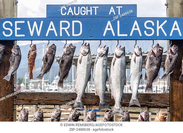 Fish hung after being caught in Seward, Alaska