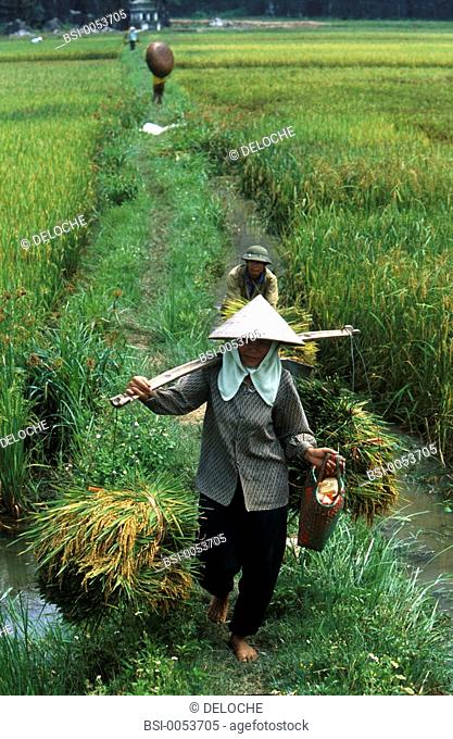 PLANTATION RICE<BR>Rice paddy, Hoa Lu, Vietnam
