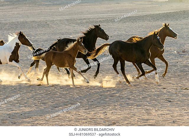 Arabian Horse. Group of juvenile mares galloping in the desert in evening light. Egypt