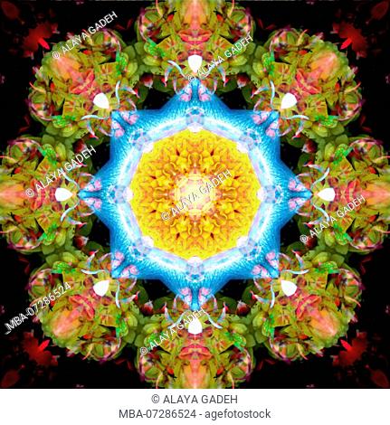 Photographic flower mandala