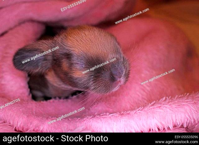 New born baby lop rabbit kit animal pet. Cute bunny lop eared kits, Stock  Photo, Photo et Image Low Budget Royalty Free. Photo ESY-041666535 |  agefotostock
