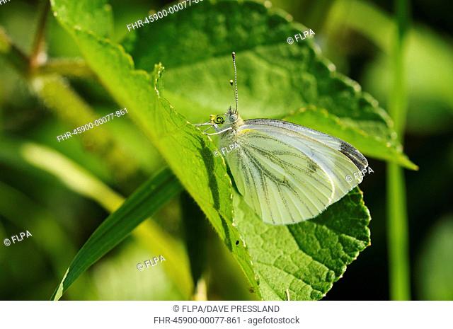 Green-veined White Pieris napi adult, with large pollen grains stuck to probosis, resting on leaf, Southwater Woods, West Sussex, England, July