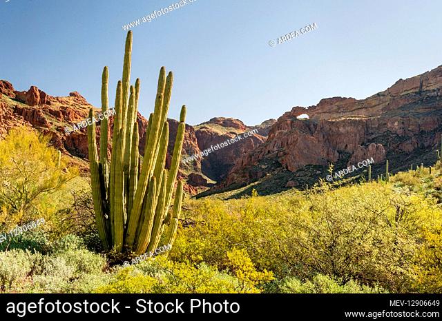 Organ Pipe cactus and double arches at Arch Canyon, Ajo Mountains, Organ Pipe Cactus National Monument, Ariz