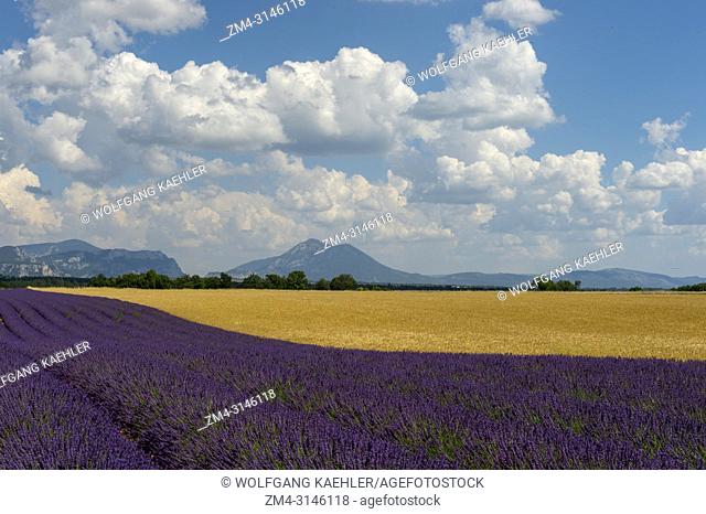 A lavender field and wheat field on the Valensole plateau near Digne-les-Bains and the Verdon gorges in the Alpes-de-Haute-Provence region in southern France