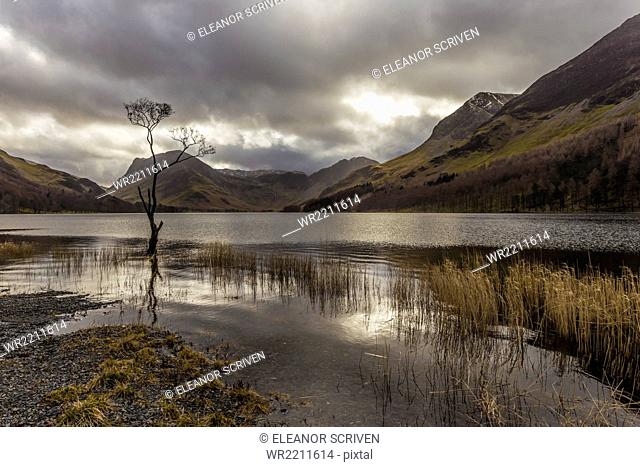 Lone winter tree with marginal golden grasses, Buttermere, Lake District National Park, Cumbria, England, United Kingdom, Europe