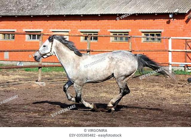 Gray horse galloping in the paddock near the stable