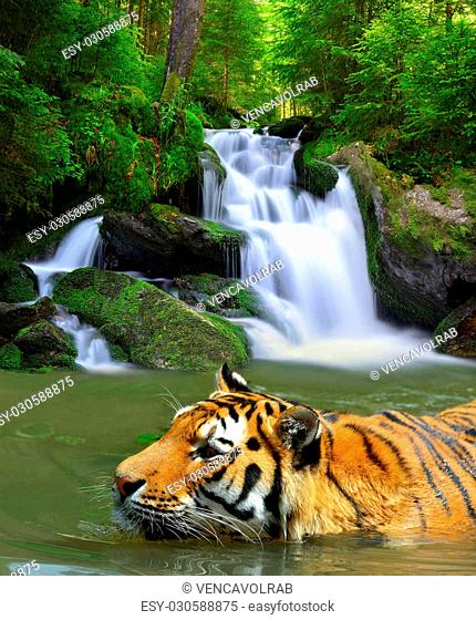 Tiger waterfall Stock Photos and Images | agefotostock